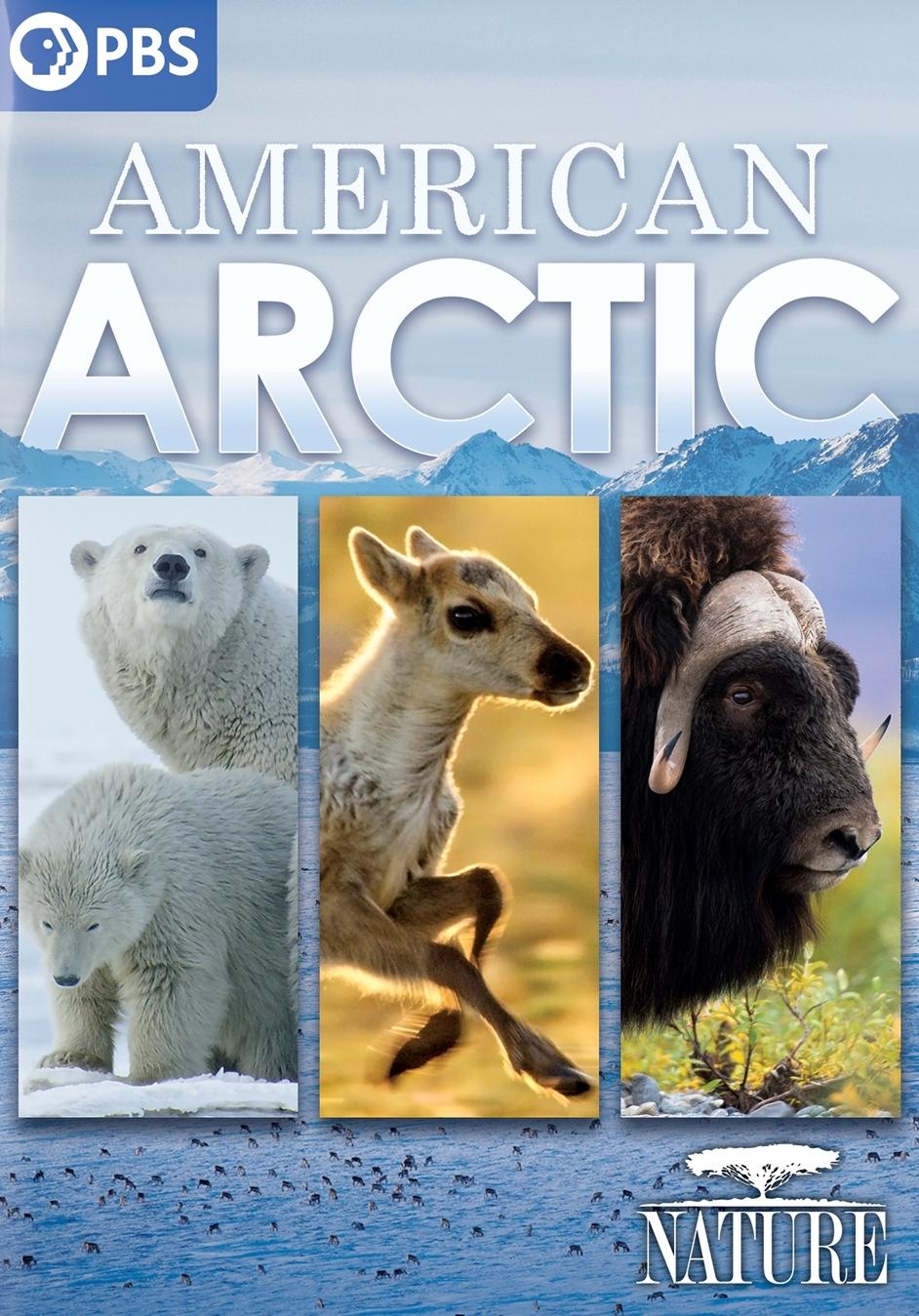 Постер Nature: American Arctic